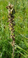Pedicularis tristis