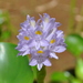 Pontederia subovata - Photo (c) vinicius_s_domingues, μερικά δικαιώματα διατηρούνται (CC BY)