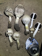 Agaricus evertens