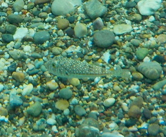 Torquigener flavimaculosus