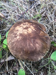 Leccinum alaskanum