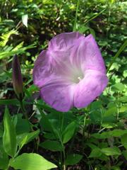 Ipomoea orizabensis novogaliciana