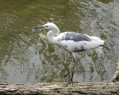 Egretta caerulea × thula