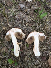 Leccinum alaskanum