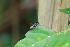 Rhynocoris marginellus