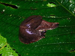 Ostracolethinae