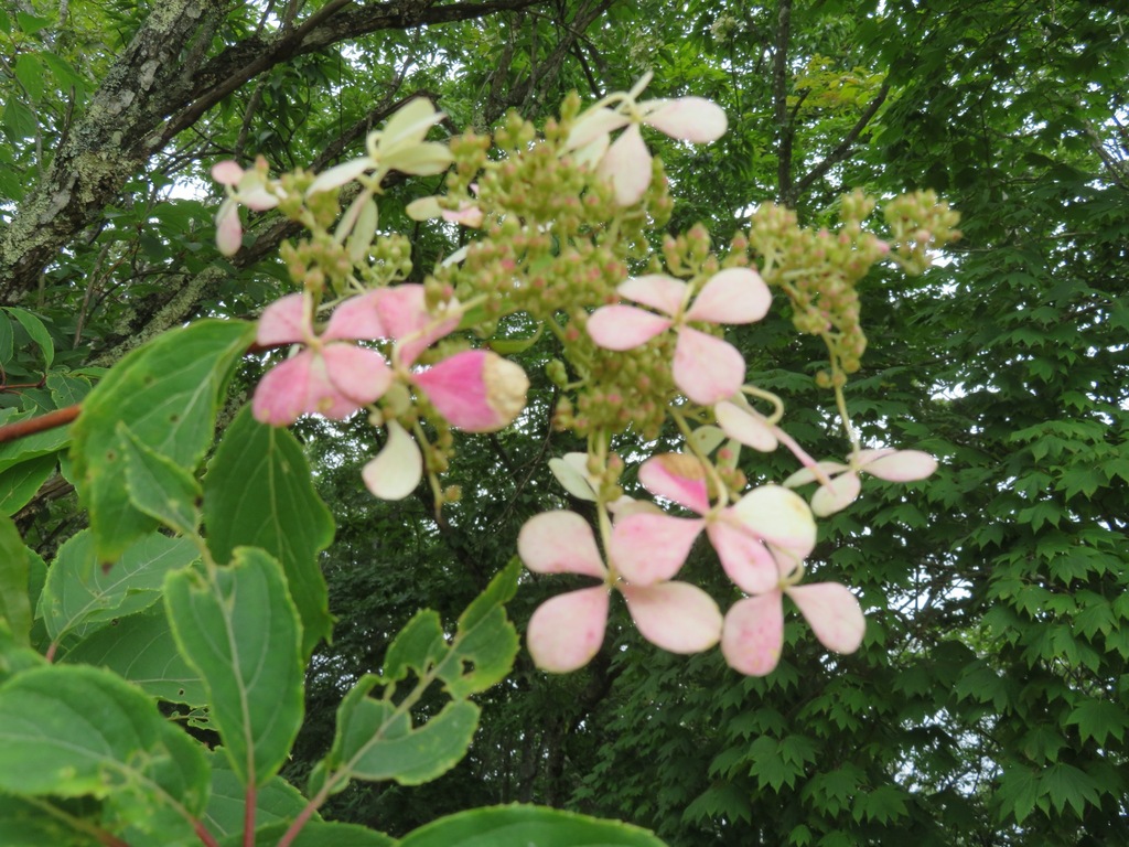 Panicle Hydrangea