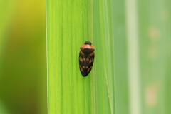 Cosmoscarta dimidiata