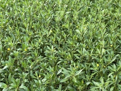 Ludwigia peploides glabrescens