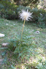 Pulsatilla alpina