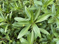 Ludwigia peploides glabrescens