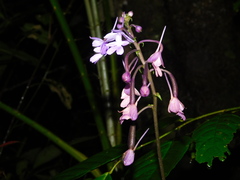 Calanthe ceciliae