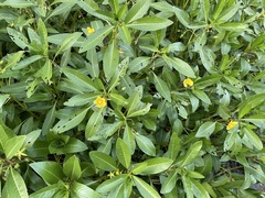 Ludwigia peploides glabrescens