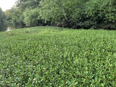 Ludwigia peploides glabrescens