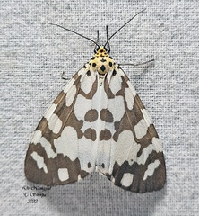 Utetheisa varians