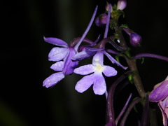 Calanthe ceciliae
