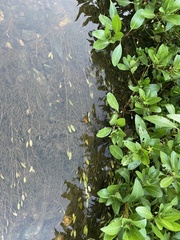 Ludwigia peploides glabrescens