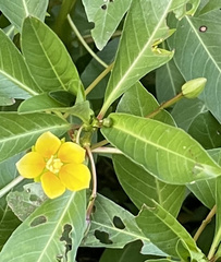 Ludwigia peploides glabrescens