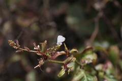 Leptotes parrhasioides