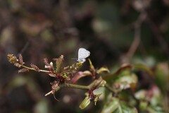 Leptotes parrhasioides