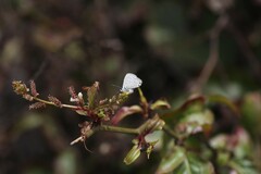 Leptotes parrhasioides
