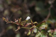 Leptotes parrhasioides