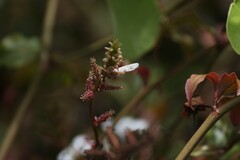 Leptotes parrhasioides