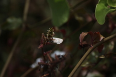 Leptotes parrhasioides