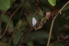 Leptotes parrhasioides