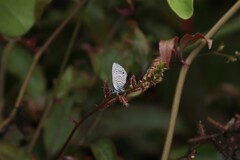 Leptotes parrhasioides