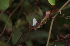 Leptotes parrhasioides
