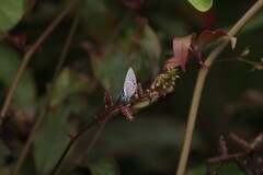 Leptotes parrhasioides