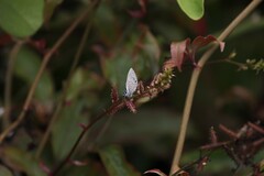 Leptotes parrhasioides