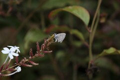 Leptotes parrhasioides