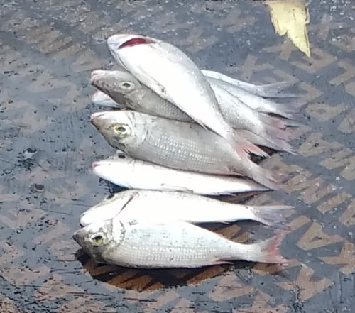 Lethrinidae