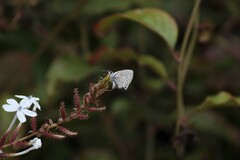 Leptotes parrhasioides