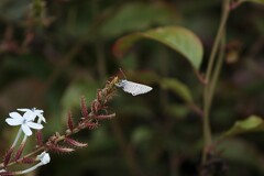 Leptotes parrhasioides