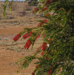 Callistemon