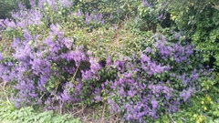 Plectranthus ecklonii