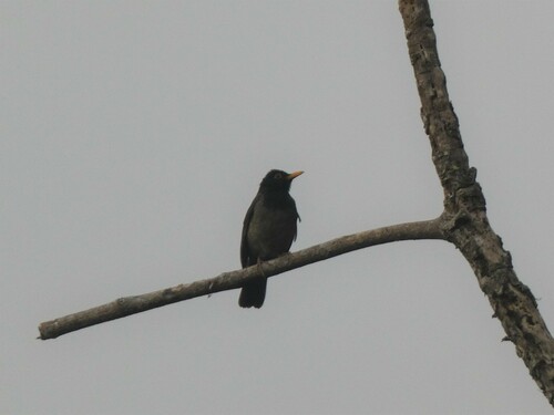 Black-hooded Thrush (Turdus olivater), photo 9