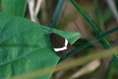 Pidorus