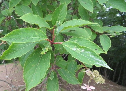 Hydrangea paniculata