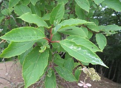 Hydrangea paniculata