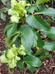 Helleborus lividus