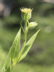 Arnica longifolia
