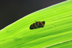 Cosmoscarta dimidiata