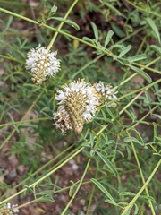 Dalea multiflora