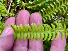 Adiantum caudatum