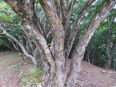 Hydrangea paniculata