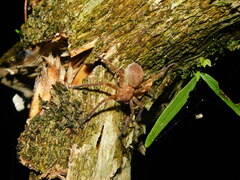 Heteropoda homstu